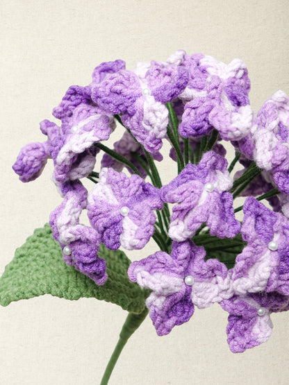 Hydrangea · 2 colours