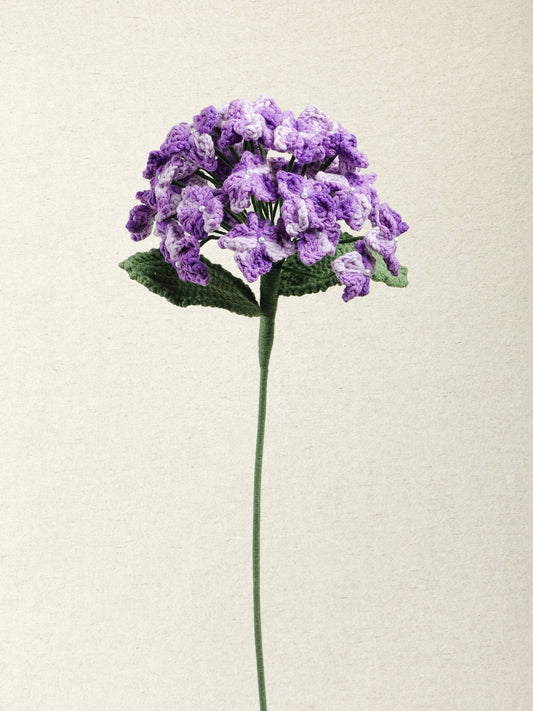 Hydrangea · 2 colours