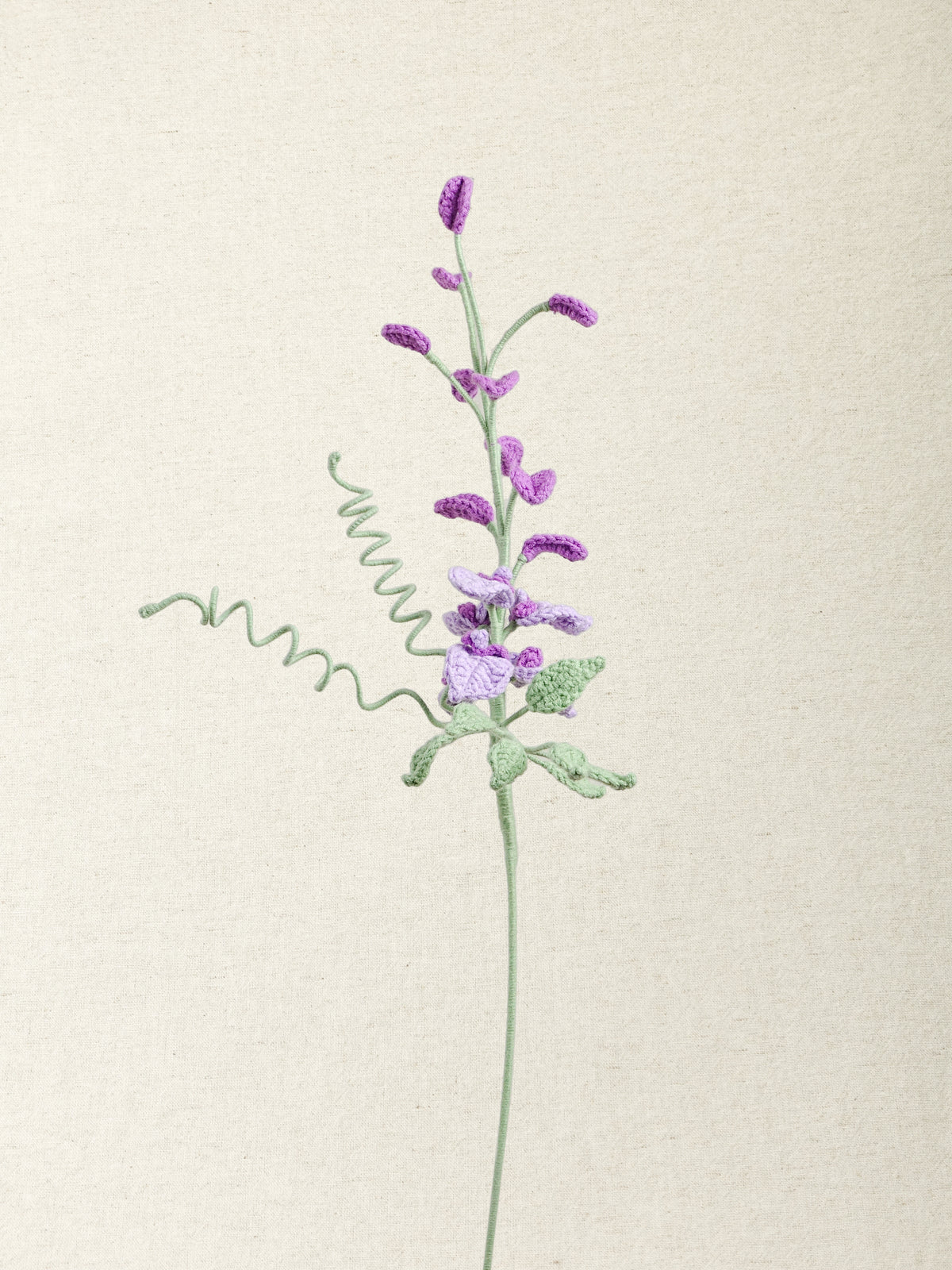 Wisteria