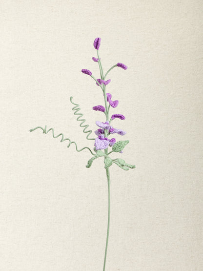 Wisteria