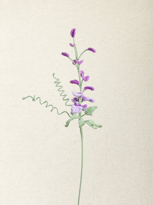 Wisteria
