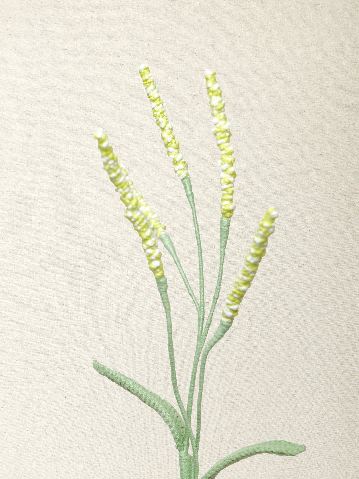 Persicaria