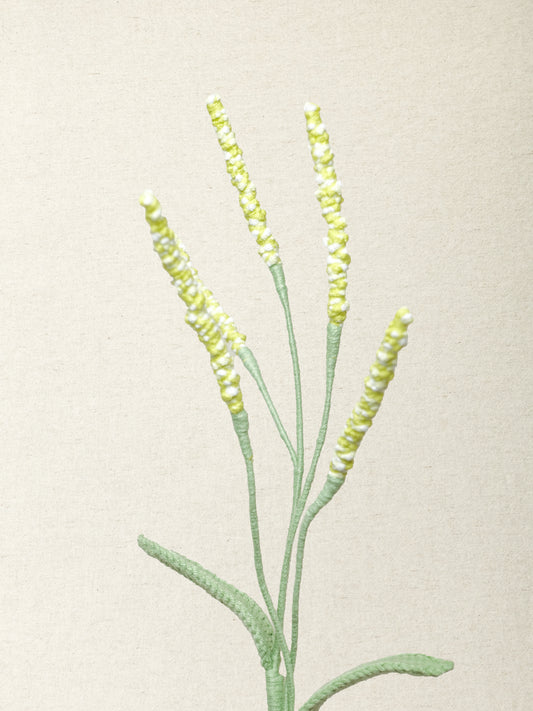 Persicaria