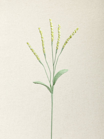 Persicaria