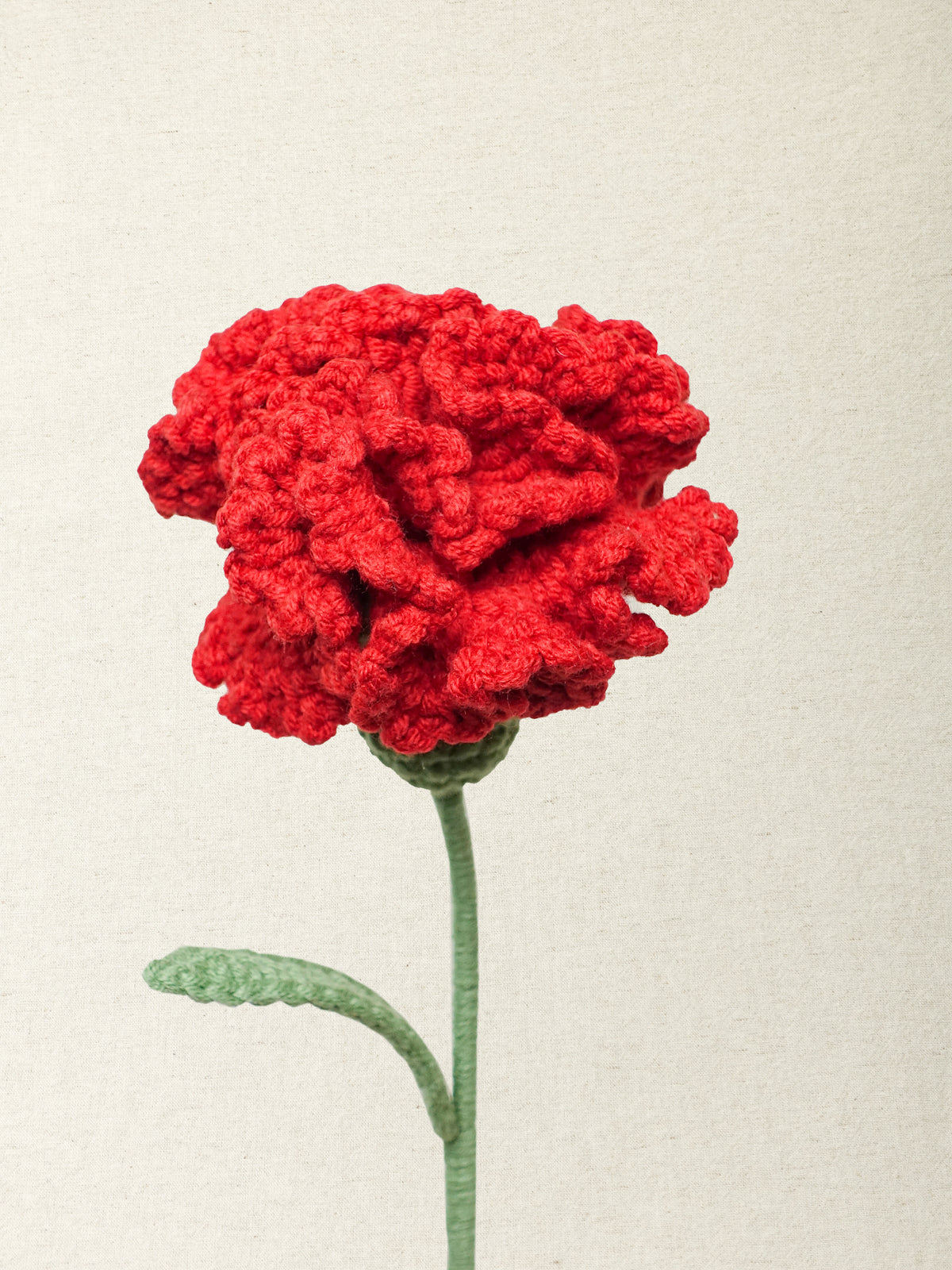 Carnation · 2 colours