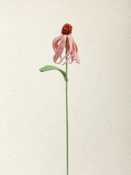Coneflower · 3 colours