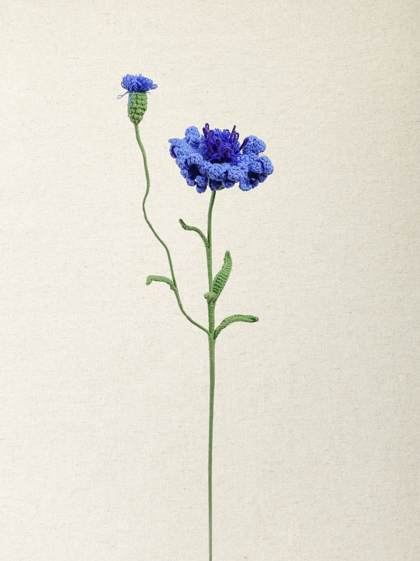 Cornflower