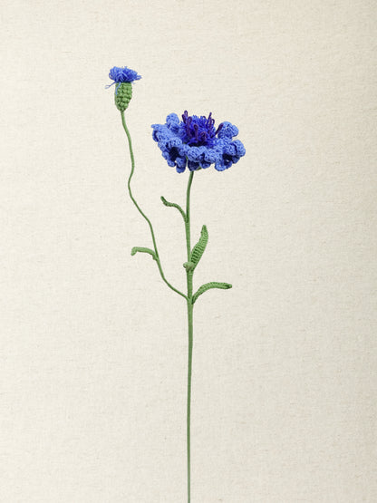 Cornflower