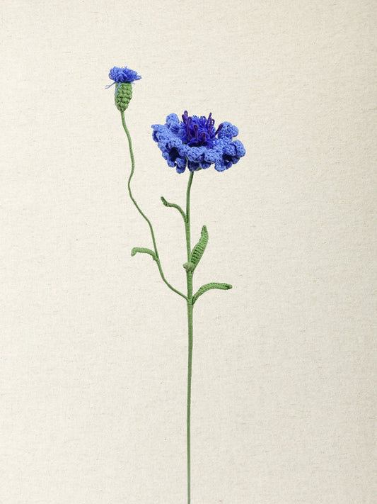 Cornflower