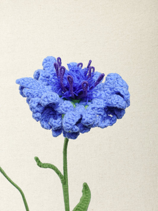 Cornflower