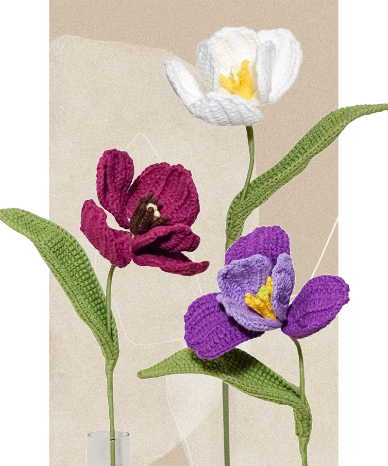 Premium Tulip