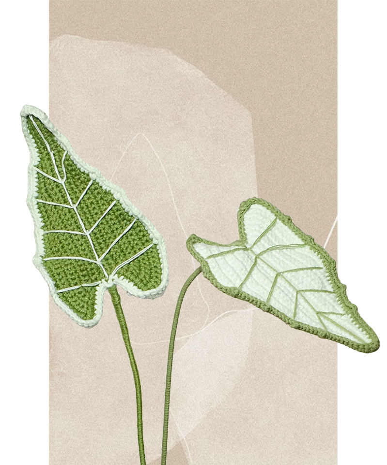 Alocasia Classic