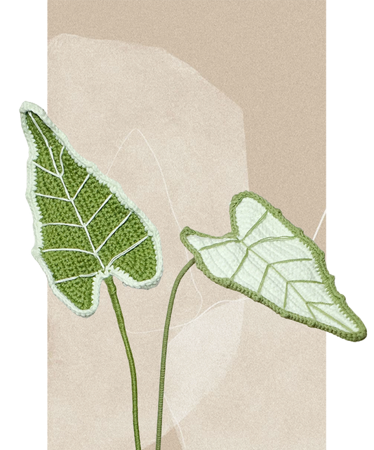 Alocasia Classic
